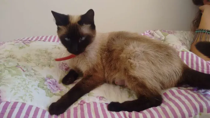 Gato ra a Siamês e tigrados idade Abaixo de 2 meses nome Filhotes