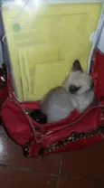 Não Tem