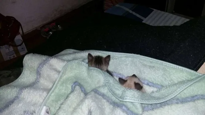 Gato ra a SRD idade Abaixo de 2 meses nome Não Tem