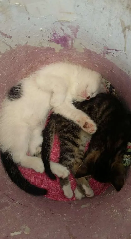 Gato ra a SRD idade Abaixo de 2 meses nome Não Tem