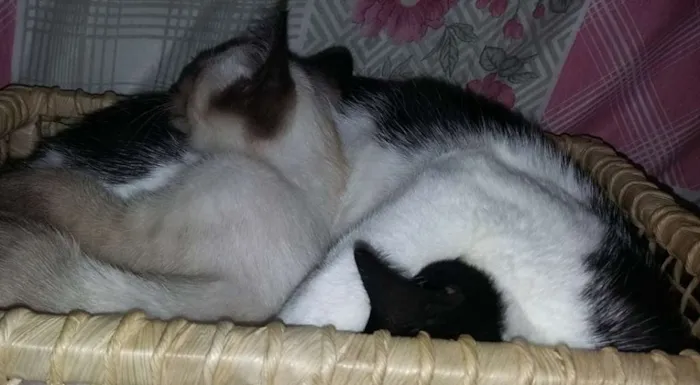 Gato ra a SRD idade Abaixo de 2 meses nome Não Tem