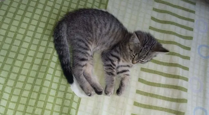 Gato ra a SRD idade Abaixo de 2 meses nome Não Tem