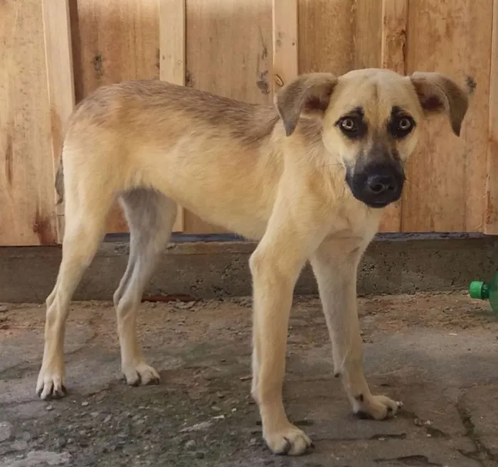 Cachorro ra a Vira lata idade 2 a 6 meses nome Lucy