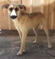 Lucy