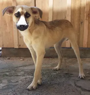 Cachorro raça Vira lata idade 2 a 6 meses nome Lucy