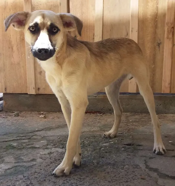 Cachorro ra a Vira lata idade 2 a 6 meses nome Lucy