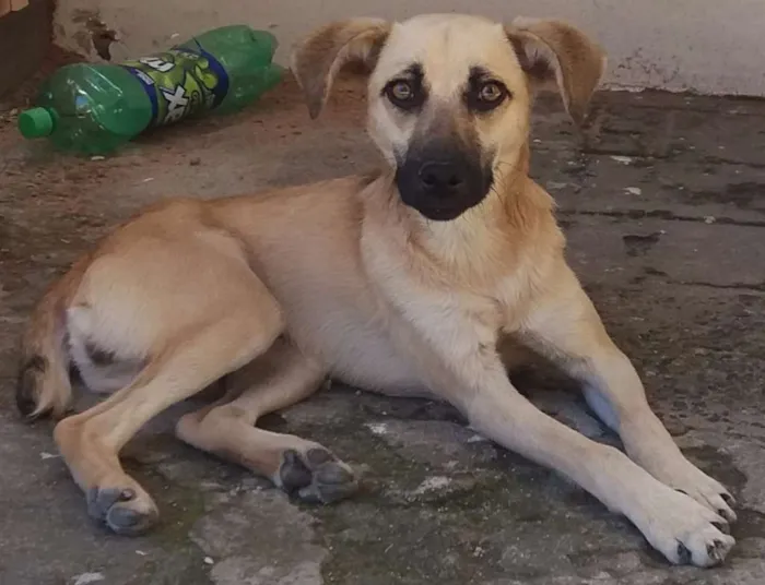 Cachorro ra a Vira lata idade 2 a 6 meses nome Lucy