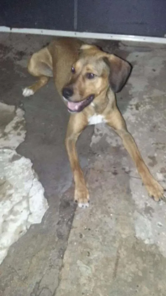 Cachorro ra a Vira-Lata idade 7 a 11 meses nome Thor