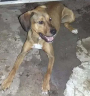 Cachorro raça Vira-Lata idade 7 a 11 meses nome Thor