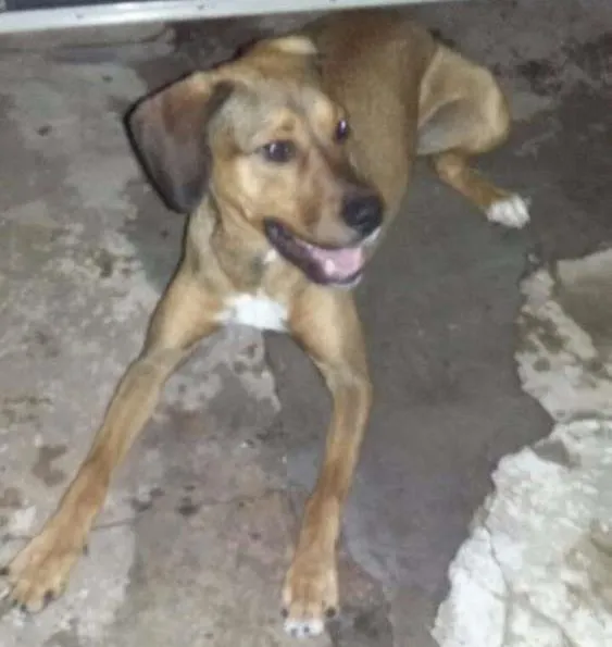 Cachorro ra a Vira-Lata idade 7 a 11 meses nome Thor