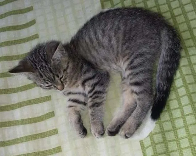 Gato ra a SRD idade Abaixo de 2 meses nome Não Tem
