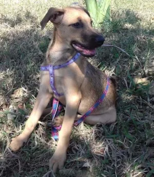 Cachorro raça SRD idade 2 a 6 meses nome Guta