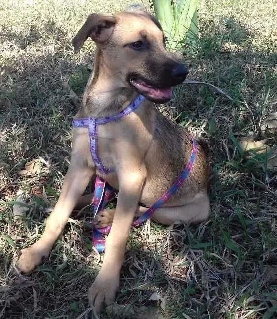 Cachorro ra a SRD idade 2 a 6 meses nome Guta