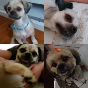 Cachorro raça shitzu idade 6 ou mais anos nome Samy GRATIFICA
