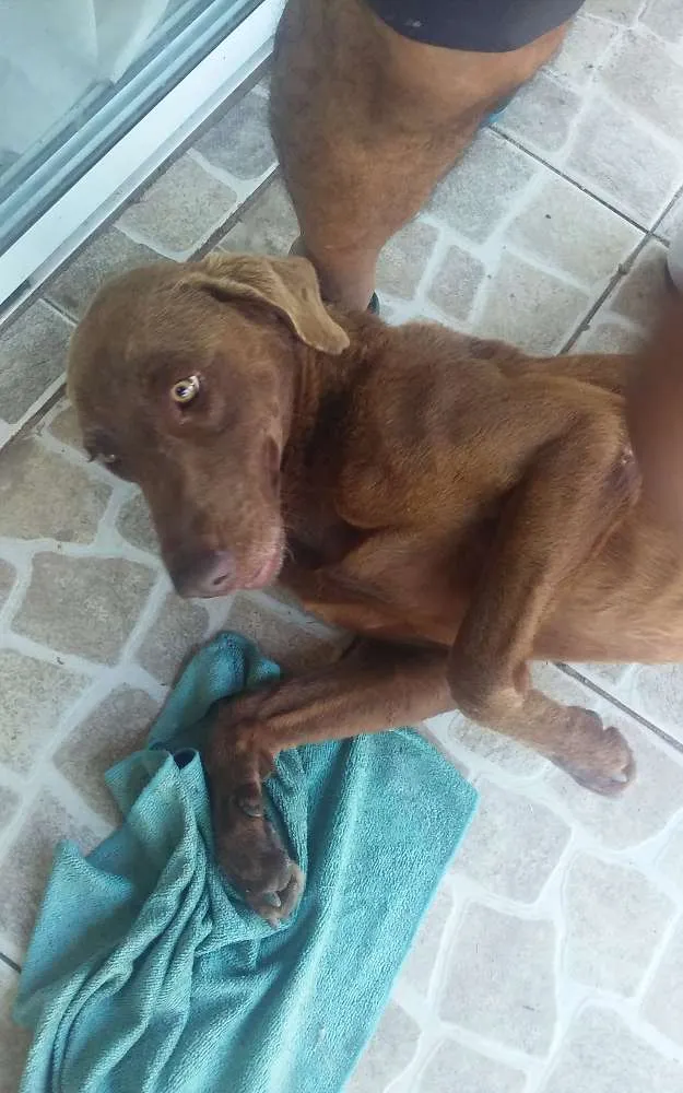 Cachorro ra a labrador idade 2 anos nome Jeck