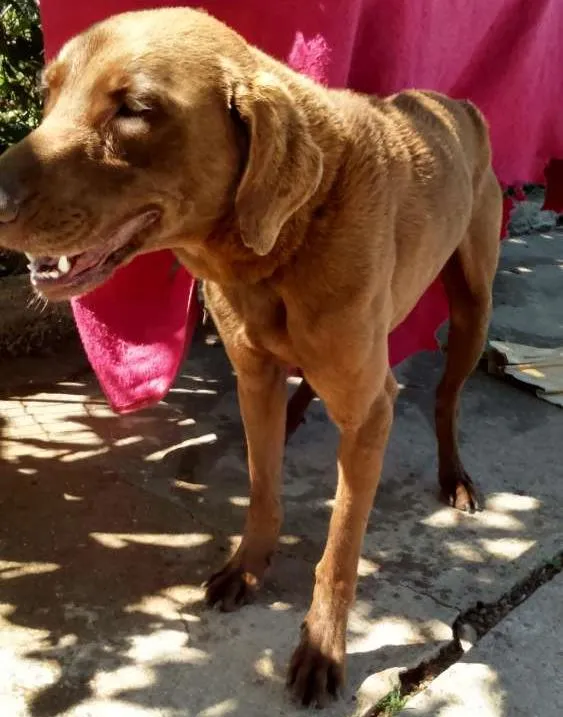 Cachorro ra a labrador idade 2 anos nome Jeck