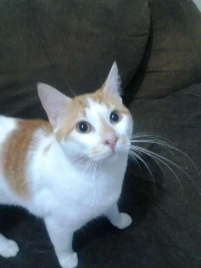 Gato ra a  idade 1 ano nome fubá