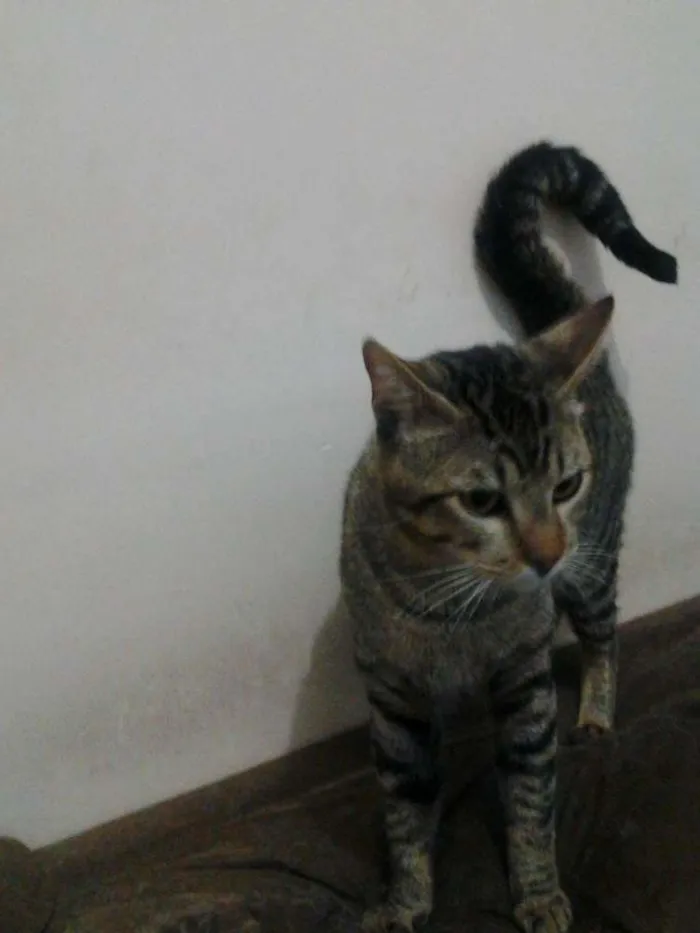 Gato ra a  idade 1 ano nome montanha