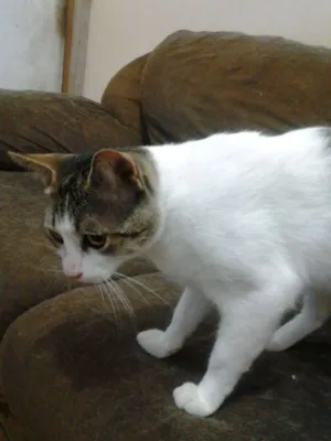 Gato raça  idade 1 ano nome Rock