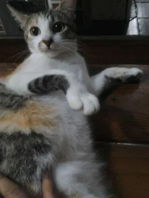 Gato raça  idade 2 anos nome belinha