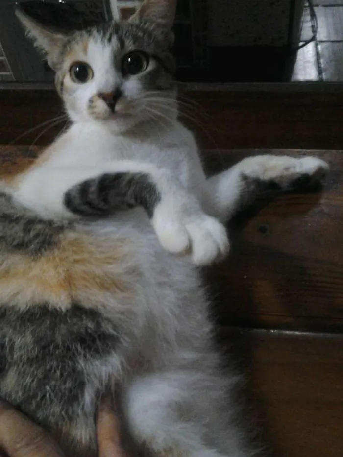 Gato ra a  idade 2 anos nome belinha