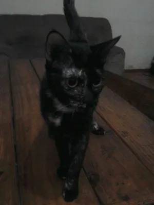Gato raça  idade 1 ano nome Ludmila