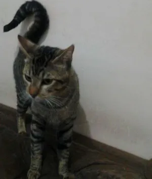Gato raça  idade 1 ano nome montanha