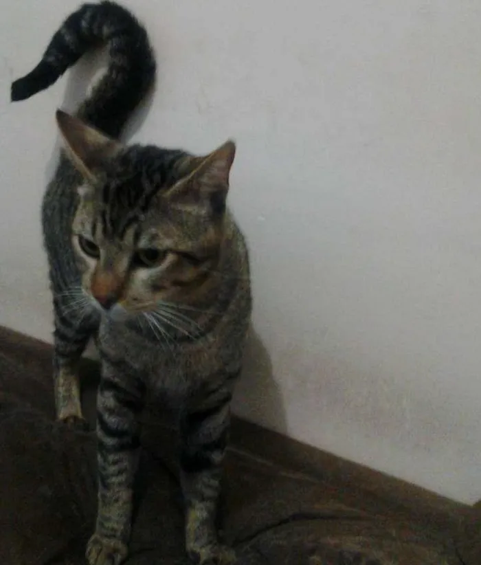 Gato ra a  idade 1 ano nome montanha