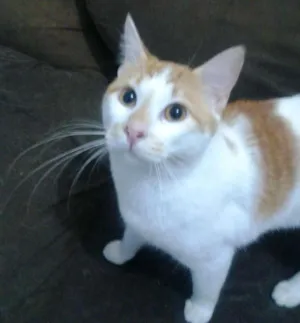 Gato raça  idade 1 ano nome fubá