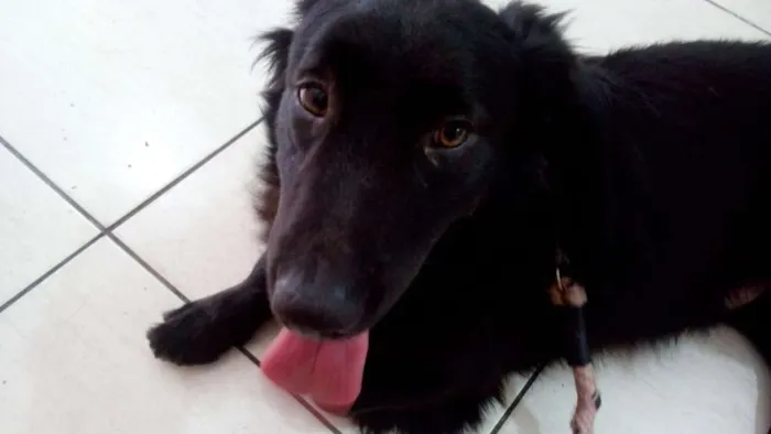 Cachorro ra a SRD idade 2 anos nome FEIJAO