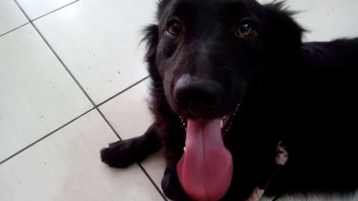 Cachorro ra a SRD idade 2 anos nome FEIJAO