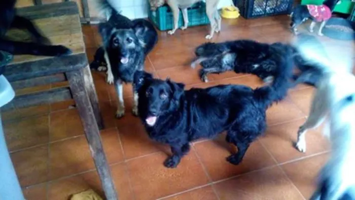 Cachorro ra a SRD idade 2 anos nome FEIJAO