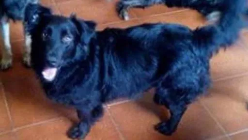 Cachorro ra a SRD idade 2 anos nome FEIJAO