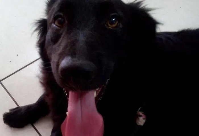 Cachorro ra a SRD idade 2 anos nome FEIJAO
