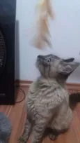 GATA CARINHOSA