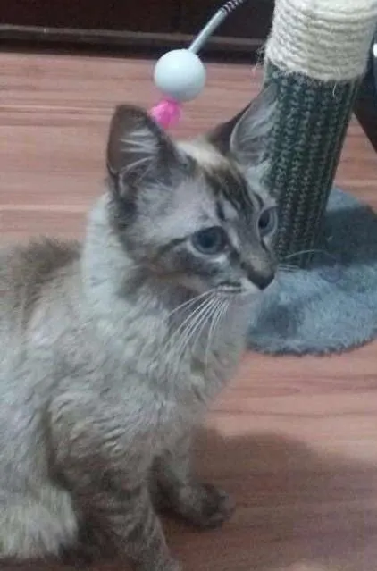 Gato ra a SRD idade 2 a 6 meses nome GATA CARINHOSA
