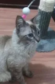GATA CARINHOSA