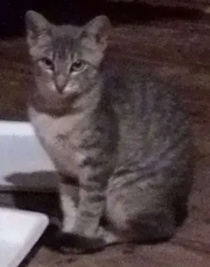 Gato raça SRD idade 2 a 6 meses nome RAJ