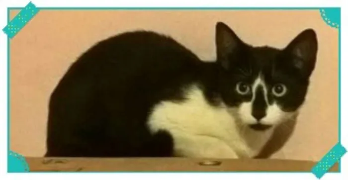 Gato ra a SRD idade 2 a 6 meses nome TOM