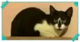 TOM
