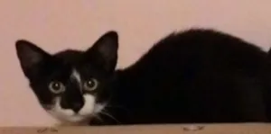 Gato raça SRD idade 2 a 6 meses nome NOSE