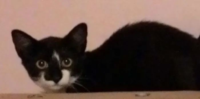 Gato ra a SRD idade 2 a 6 meses nome NOSE