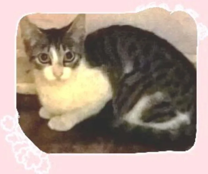 Gato ra a SRD idade 2 a 6 meses nome PINK