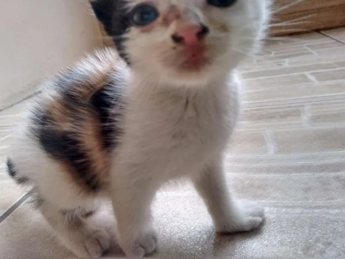 Gato ra a Indefinida idade Abaixo de 2 meses nome Princesa