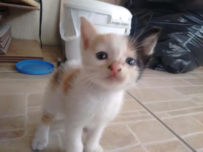 Gato ra a Indefinida idade Abaixo de 2 meses nome Princesa