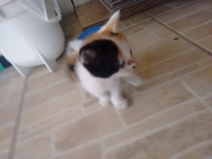 Gato ra a Indefinida idade Abaixo de 2 meses nome Princesa