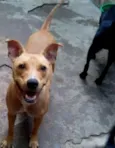 Pituxa