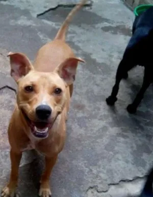Cachorro raça SRD idade 1 ano nome Pituxa