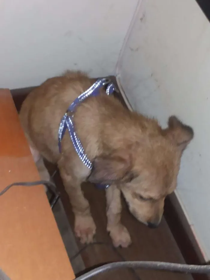 Cachorro ra a indefinida idade 2 a 6 meses nome Totó
