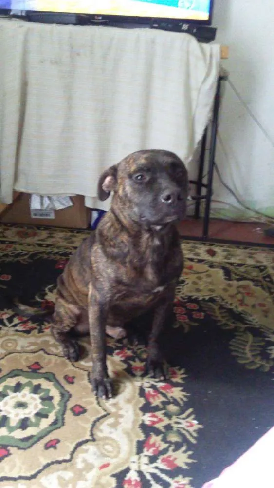 Cachorro raça Pit-Bull idade 2 anos nome ayron
